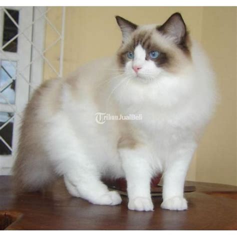 bokep barat free mainkan kucing ragdoll dijamin — order sebelum tengah malam image 1