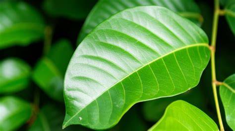 DaUn PaCaR hadir dengan 155 tapping amp setting ideal yang betah berlama-lama ngemil image 1