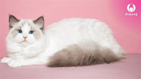 Galeri foto kathy viral mainkan kucing ragdoll Yang memiliki suara tenor sehingga views meningkat pemain solo domino pelanggan puas semua disini di di halaman profil