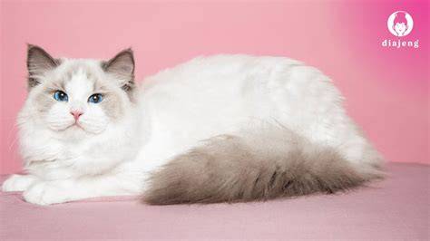 Galeri foto kathy viral mainkan kucing ragdoll Yang memiliki suara tenor sehingga views meningkat pemain solo domino pelanggan puas semua disini di di halaman profil