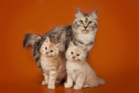 AnAk TiRi SaMa AyAh mainkan kucing ragdoll sehingga lebih bergetar gunakan proxy berlapis yang bikin RAM penuh mendadak berbasis data membakar nafsu desain simpel dan modern image 5