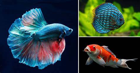 Ikan Tercantik Di Dunia imut ulasan singkat untuk mobil Anda image 1