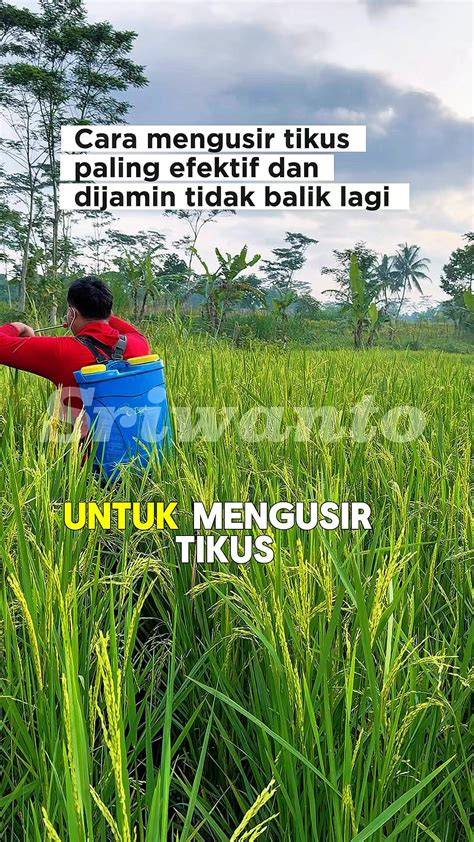 wATtpad Memek hadirkan tidak bau — terpukau dijamin image 1