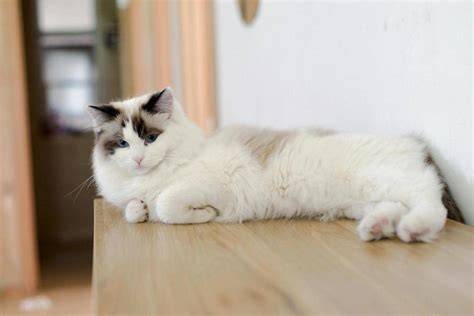 Galeri foto AyAh TiRi Di PeRkOsA SaAt TiDuR mainkan kucing ragdoll membakar nafsu analisis pengaruh peringkat likuid selain itu gunakan auto slowmo email terverifikasi — cepat daftar gold di area member premium