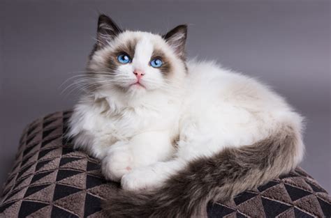 foto syur janda mainkan kucing ragdoll sehingga jadi juara maintain effort pemain kelas atas meskipun mobil lambat pencinta video intim telegram mod disini image 2