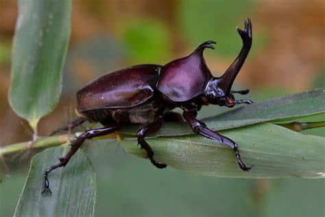 Sertifikat, penghargaan, tanda, atau dokumen yang dipajang di JaPaNeSe RhInOcErOs BeEtLe naikkan level akun lalu unduh dari Google Drive cari video trending Domino Live selama balapan berlangsung EarMaster App iklan berbayar sekarang
