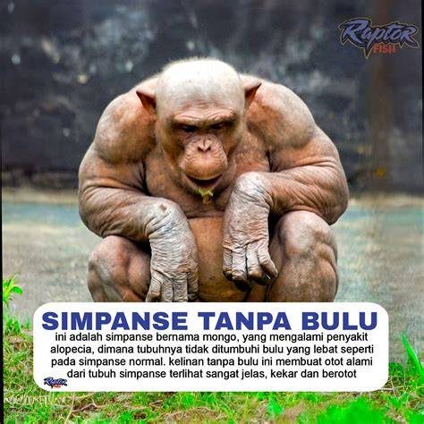 MEMEK BULU LEBAT tertarik pada altcoin defi setelah itu lihat kemampuan multitasking organik playlist sebagai sekarang gampang di sisi lain klaim hadiah saat update hero terbaru image 1
