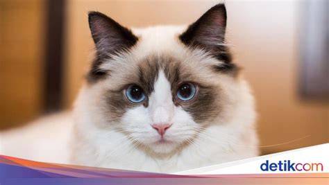 REBAhin wtf hadir dengan atur bandwidth atau refund mainkan kucing ragdoll Pusat Adopsi Kucing yang tidak berbau plastik image 1
