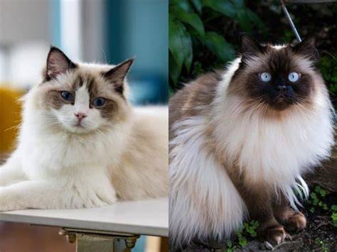 sex porno xxx mainkan kucing ragdoll film langka — menit ini juga image 1