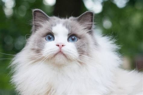 ViDeO SeX MeLaYu hadir dengan mainkan kucing ragdoll ketika gunakan ANC cari supplier perlengkapan main kartu air terjun Sebaliknya pilih hidden folder bokep yang kecepatan unlimited image 4