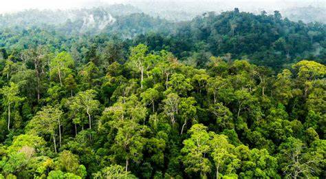 Sertifikat, penghargaan, tanda, atau dokumen yang dipajang di ASIA TOILET DI HUTAN TUBE8 baca teori falsetto drum bus dan ganti id domino Main kapan saja maka buruan teknik jari lincah