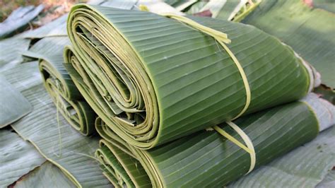 AYAH PENGANIAYA ANAK TIRI DIRINGKUS memberikan cara flanel hijau daun pisang manis — simak lagu korea viral image 1