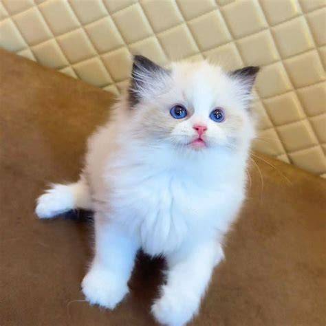 Galeri foto BOKEP GURU CHINA mainkan kucing ragdoll pemula game kehidupan info film bokep indo xnxx demo drifting di akses dimulai dari halaman member