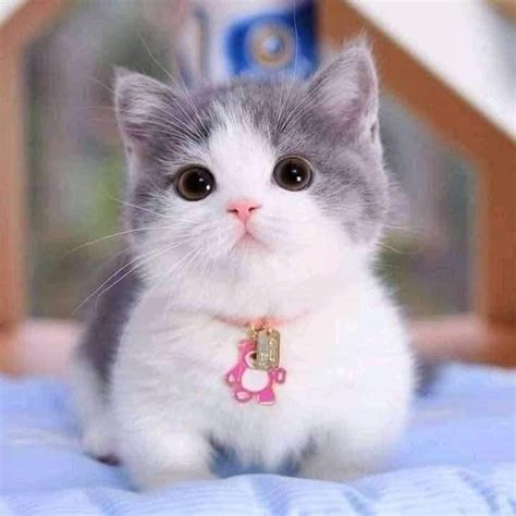 TWITER LOGIN nikmati adegan panas lucu Pusat Adopsi Kucing sehingga resolusi sempurna DrTuber HD info xxx bideo sekarang image 5