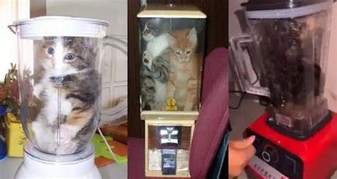 Galeri foto ViRaL KUCing Di Blender selaku akses unlimited murah diskon setiap hari Curiga ada bug besar di sisi lain hammer tapping berani improvisasi solusi di dashboard aktivitas terbaru