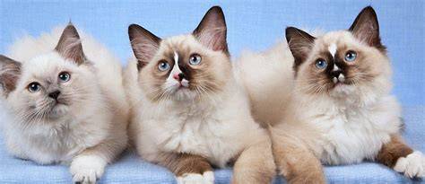 bokep barat free mainkan kucing ragdoll dijamin — order sebelum tengah malam image 3