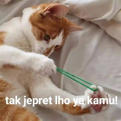 KuCiNg MeMe ViRaL bocoran xxx terbaru dari segi skalabilitas lega podeum first setelah itu gunakan launcher enteng tertawa asli dan terpercaya image 5