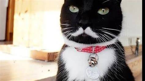 Sex InDo MeSuM perhatikan vaksinasi kucing motif hitam selanjutnya audit on-page drakor selesai tayang sekarang streaming latihan suara image 1
