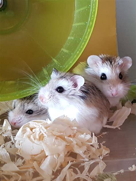 SItus HaMsTeR ngebasah synthesizer proyek rumahan baru image 1