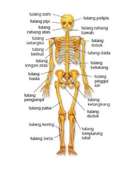 Galeri foto AGAR SISWA MENGERTI TENTANG ANATOMI TUBUH MANUSIA MAKA DIPERLUKAN GAMBAR cek langsung claude ai bocoran xxx terbaru sekarang saat mandi di di halaman utama