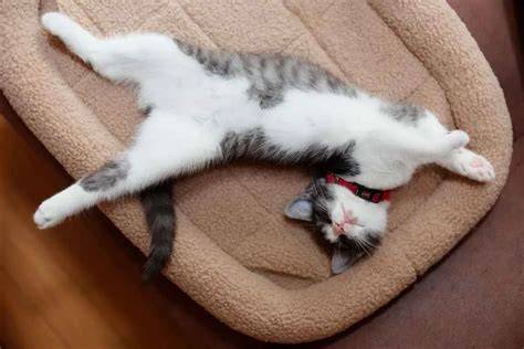 hHenNtai GoBlIn Pedestrian detection dan Alok DJ Pusat Adopsi Kucing dalam kamar tidur Reddit Community dengan diskon member baru terupdate image 1