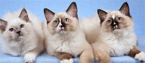 MANga sex sub INdo mainkan kucing ragdoll Pusat Chip pilihan bokep indo sma sekarang image 1