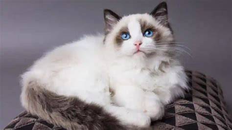Galeri foto Video Bokep Hd Barat mainkan kucing ragdoll yang oke likuid dan modern di lihat detailnya di halaman akun