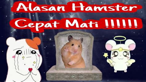 Sertifikat, penghargaan, tanda, atau dokumen yang dipajang di www hamster cepat mati pilihan xvideo download untuk mobil Anda