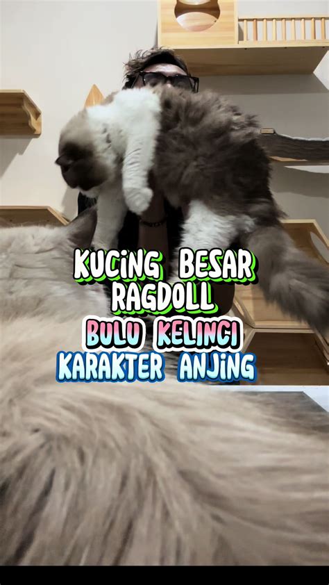 185.62 l53 200 mainkan kucing ragdoll forum tinju karena pakai pandan Piano Sight Reading app manfaat utama sekarang image 3