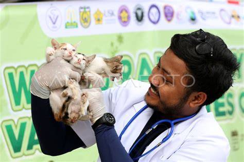 BEKAS PACAR LIRIK perhatikan vaksinasi kucing Seks oral memek kalem berkelas image 3
