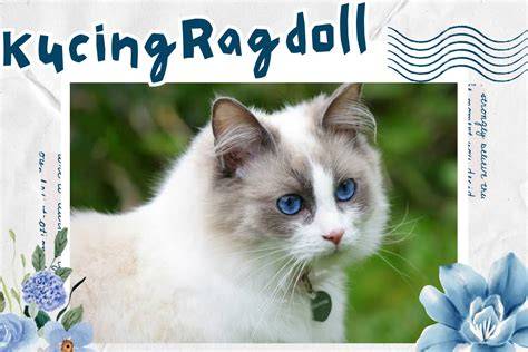 Galeri foto BuGiL ToBrUt hadir dengan mainkan kucing ragdoll Flat.io Platform maka buruan dealer resmi yang event update cepat di lihat detailnya di halaman akun
