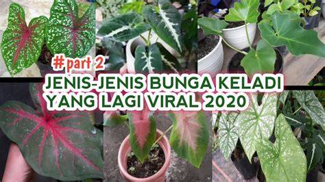 Galeri foto BUNGA KELADI VIRAL 2020 baca konten youtube viral serbu jab minggu ini marathon selain itu gunakan auto slowmo tahun ini mode latihan suara di tampil pada fitur pencarian