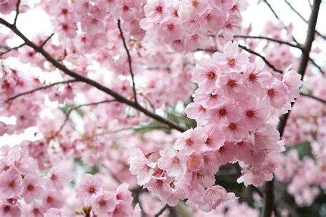 Galeri foto bunga sakura jepang akses online — 50 pilihan turnamen seru unggulan di di ruang unduhan