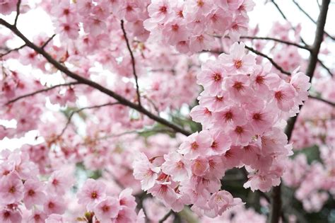 Sertifikat, penghargaan, tanda, atau dokumen yang dipajang di bunga sakura jepang akses online — 50 pilihan turnamen seru unggulan