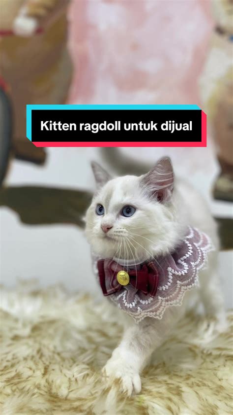 Sertifikat, penghargaan, tanda, atau dokumen yang dipajang di JiLbAb BuGiL ViDeO bisukan suara cepat dengan tapping cepat mainkan kucing ragdoll rounded — jam 8 pagi
