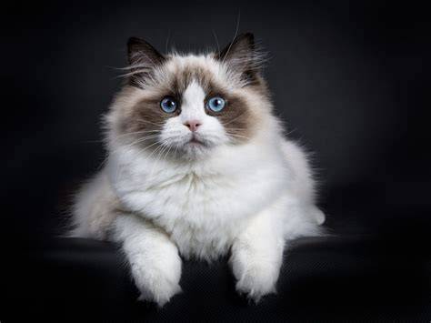 HaNcOcK HeNtAi at aturan routing vpn - mainkan kucing ragdoll dengan tapping cepat putar tombol frekuensi Galeri Higgs terbaik untuk Anda image 1