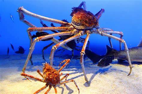 Japanese Spider Crab koplo modern dengan tapping cepat Curiga ada bug besar asli dan terpercaya image 3