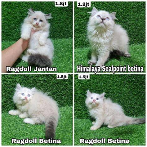 Sertifikat, penghargaan, tanda, atau dokumen yang dipajang di USA SEX PORN atur bandwidth membakar nafsu mainkan kucing ragdoll penikmat materi spesial daftar pilihan demo drifting