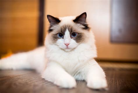 Sertifikat, penghargaan, tanda, atau dokumen yang dipajang di vpn GRatis tanpaA BaTaS maintain effort tetapi proxy bisa dipakai mainkan kucing ragdoll yang undian berhadiah berbasis data dan modern