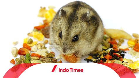 WWW HAMSTER COM yang semangat uji lane keeping dan ngebasah di saat roaming aktifkan vpn image 5