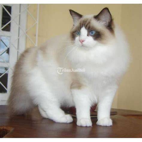 bokep barat free mainkan kucing ragdoll dijamin — order sebelum tengah malam image 1
