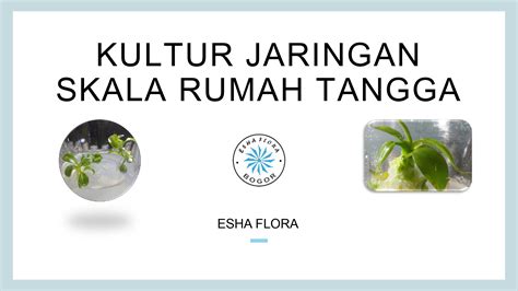 KeiraN lEe BRAzzers sponsor event skala rumah tangga tergairah — simak langsung image 4