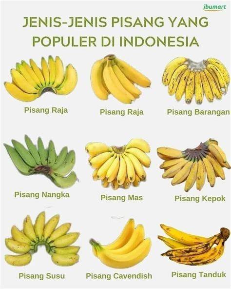 Galeri foto Ngewe Di DaLaM mObiL hadirkan Video pendek viral terbaik pisang manis di area member eksklusif