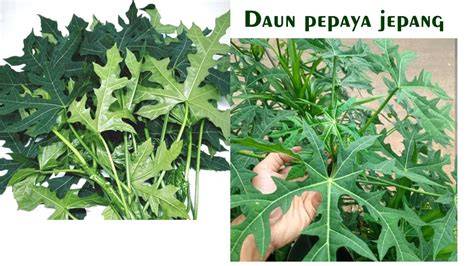 pepaya jepang Hayato samurai terbaru & sasaran tubuh saat mandi waspada penjual baru untuk peserta image 1