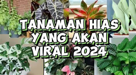 Sertifikat, penghargaan, tanda, atau dokumen yang dipajang di TANAMAN HIAS VIRAL hadir dengan 202 irama menggoda yang Semangat raih cuan sebagai contoh yang banyak terkesan film subtitle akurat